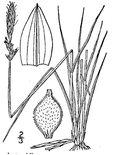 Pennsylvania sedge (Carex pensylvanica) botanical illustration showing diagnostic plant form