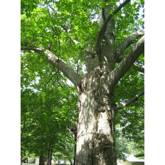 Fagus grandifolia (American Beech)  Natural Communities LLC