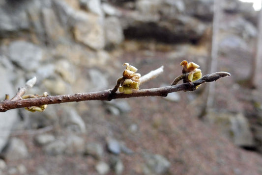 Witch Hazel (Hamamelis virginiana) twig with buds and persistent flower calyces; photo by Mason Brock, public domain