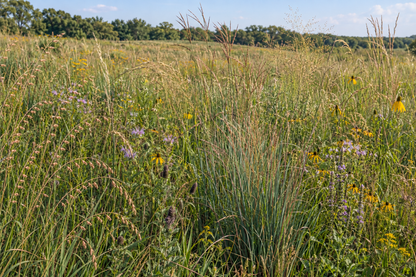 Representative picture of an established Illinois CP2 Dry mix planting with native grasses and scattered wildflowers.