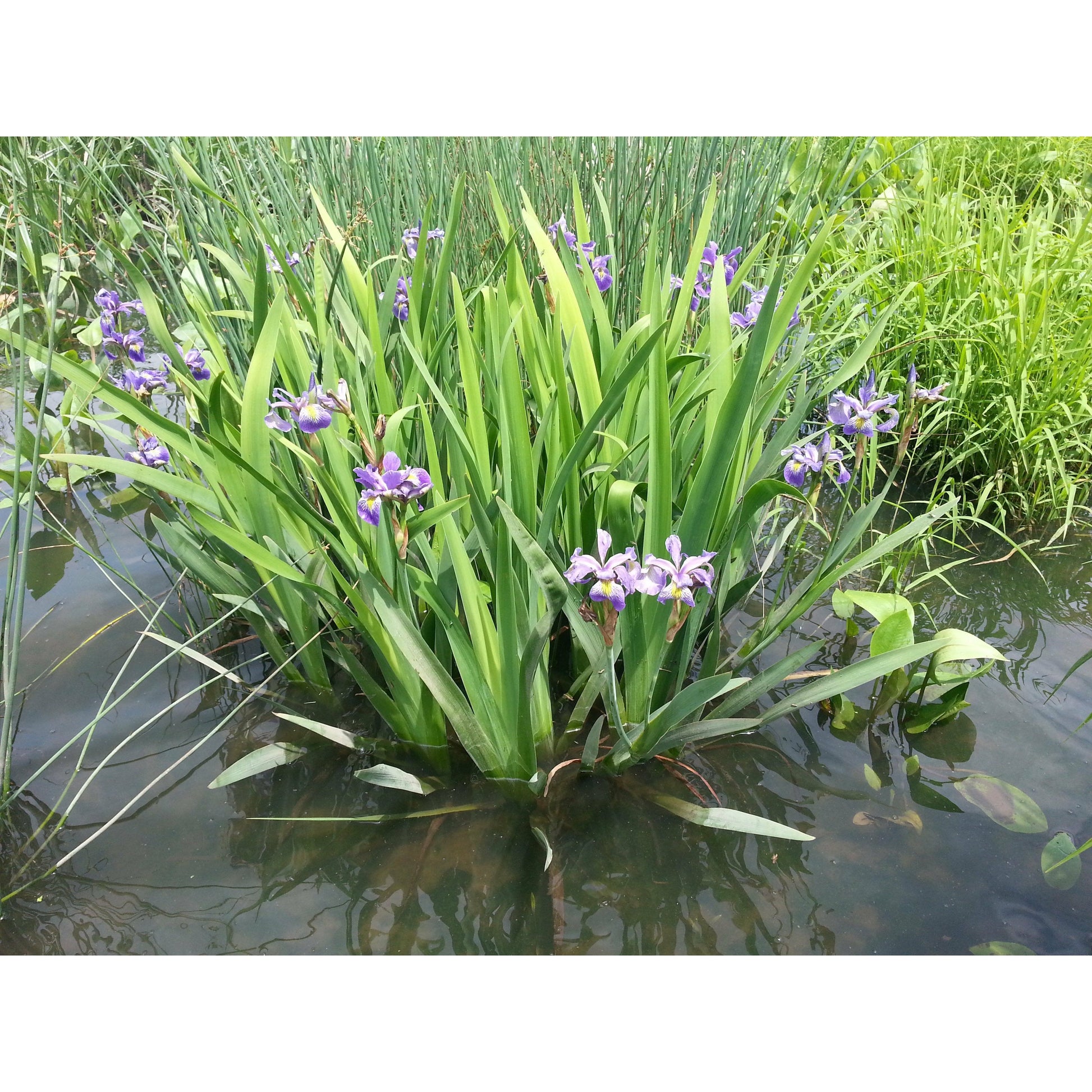 rain garden seed mix Rain Garden & Wet Prairie Native Seed Mix – 39 Species for Pollinators – Natural Communities LLC