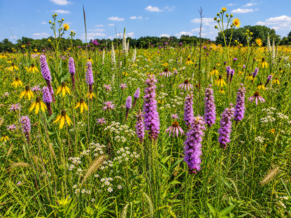 Illustrative late-summer view of Core plus Expanded plus Maximum Diversity; add-ons are sold separately.