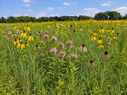Representative edited midsummer view of the Shorter-Grass foundation.