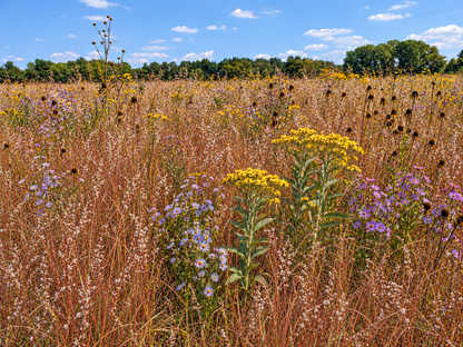 Representative edited fall view of the Shorter-Grass foundation plus Expanded Diversity; add-on sold separately.