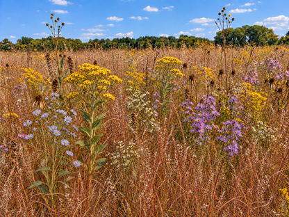 Representative edited fall view of the Shorter-Grass foundation plus Expanded and Maximum Diversity; add-ons sold separately.