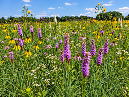Representative edited midsummer view of the Shorter-Grass foundation plus Expanded and Maximum Diversity; add-ons sold separately.