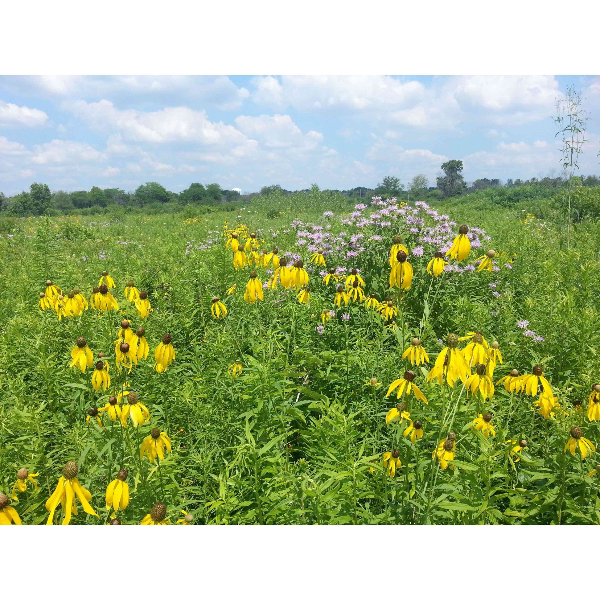 best time to plant wildflower seeds in illinois IL CP42 Pollinator Habitat Seed
