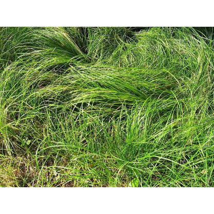 Carex pensylvanica (Common Oak Sedge or Pennsylvania sedge) native plant in bloom