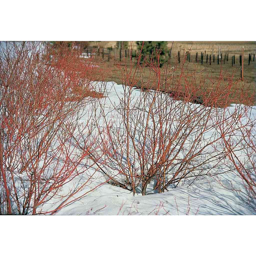 Cornus sericia (Red-Twig Dogwood, Red Osier Dogwood)  Natural Communities LLC