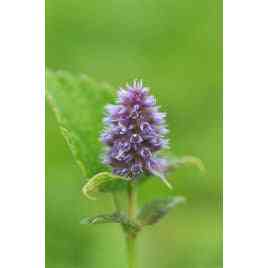 Agastache foeniculum (Anise Hyssop)  Natural Communities LLC