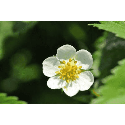 Fragaria virginiana (Wild Strawberry)  Natural Communities LLC