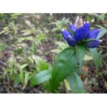 Gentiana andrewsii (Bottle Gentain)  Natural Communities LLC