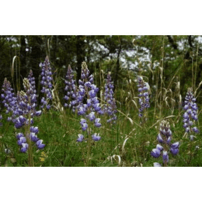 Lupinus perennis (Wild Lupine)  Natural Communities LLC