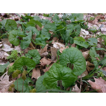 Asarum canadense (Wild Ginger)  Natural Communities LLC