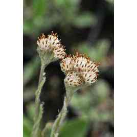 Antennaria neglecta (Prairie Pussytoes)  Natural Communities LLC