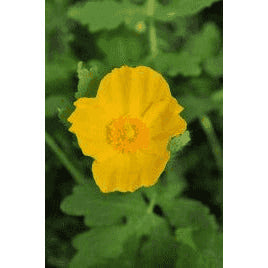 Stylophorum diphyllum (Celandine Poppy)  Natural Communities LLC