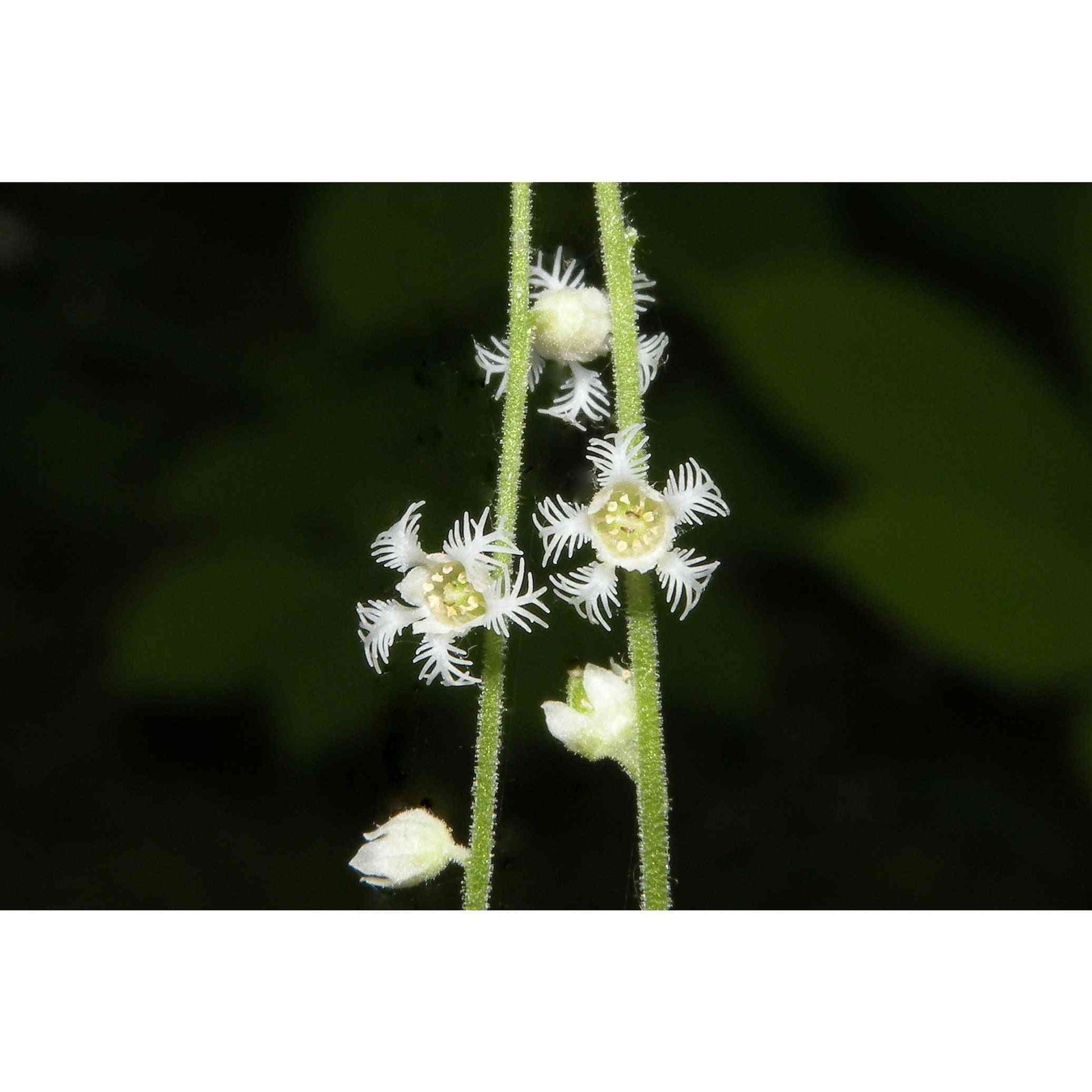 Mitella diphylla (Bishop's Cap)  Natural Communities LLC