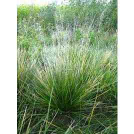 Deschampsia cespitosa (Tufted Hairgrass)  Natural Communities LLC