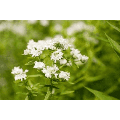 Pycnanthemum tenuifolium (Slender Mountain Mint)  Natural Communities LLC