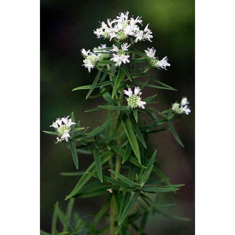 Pycnanthemum virginianum (Common Mountain Mint)  Natural Communities LLC