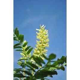 Astragalus canadensis (Canadian Milk Vetch)  Natural Communities LLC