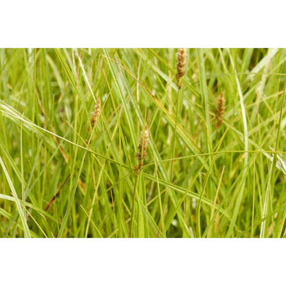 Carex sartwellii (Running Marsh Sedge)  Natural Communities LLC
