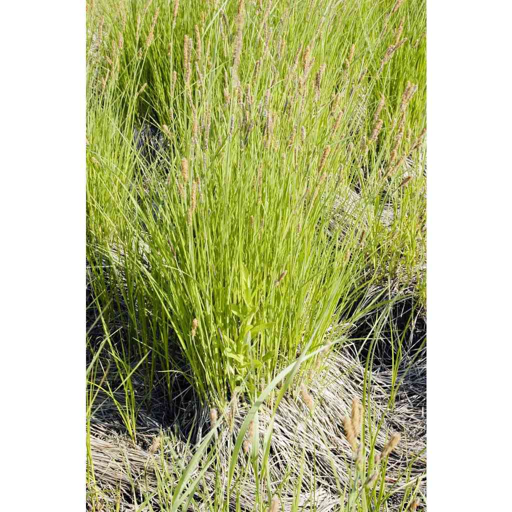 Carex stricta (Common Tussock Sedge)  Natural Communities LLC