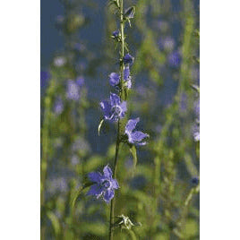 Campanula americana (Tall Bellflower)  Natural Communities LLC