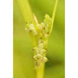 Carex blanda (Common Wood Sedge)  Natural Communities LLC