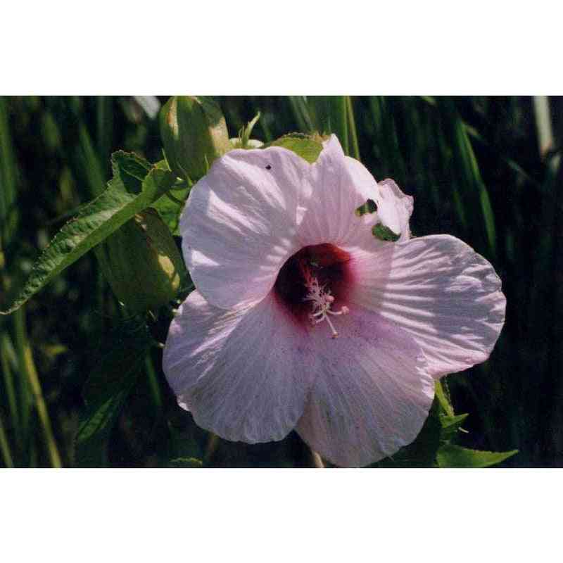 Hibiscus laevis / Hibiscus militaris (Halberdleaf Rosemallow)  Natural Communities LLC