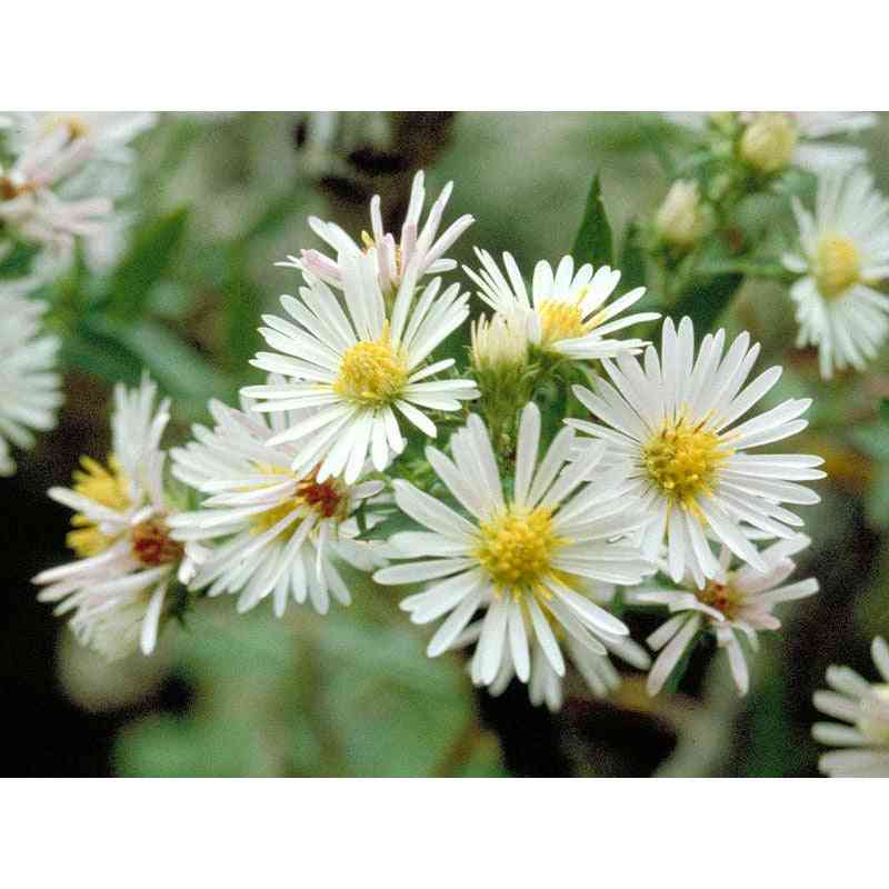 Symphyotrichum ericoides or Aster ericoides (Heath Aster)  Natural Communities LLC