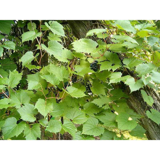 Vitis riparia (Riverbank Grape)  Natural Communities LLC