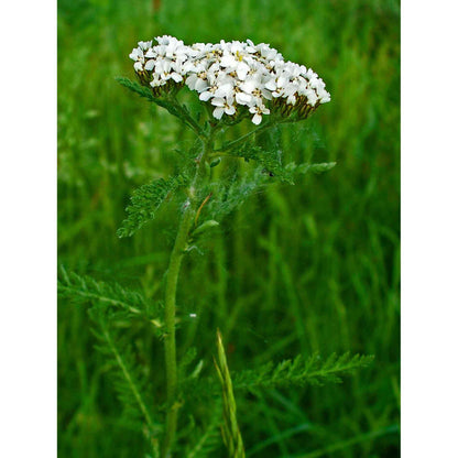 Achillea millefolium (Common Yarrow)  Natural Communities LLC