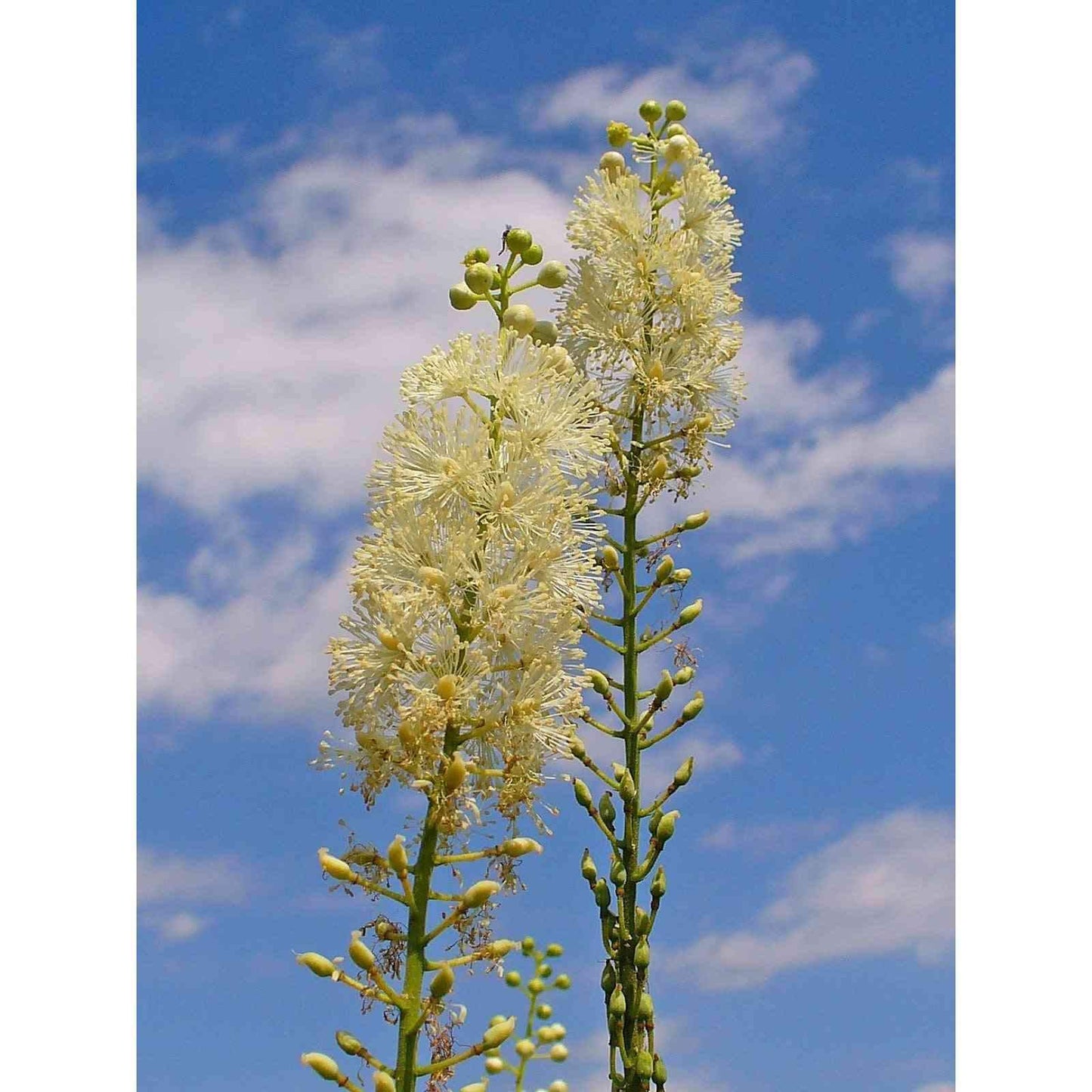 Cimicifuga racemosa / Actaea racemosa (Black cohosh, Black Snakeroot)  Natural Communities LLC