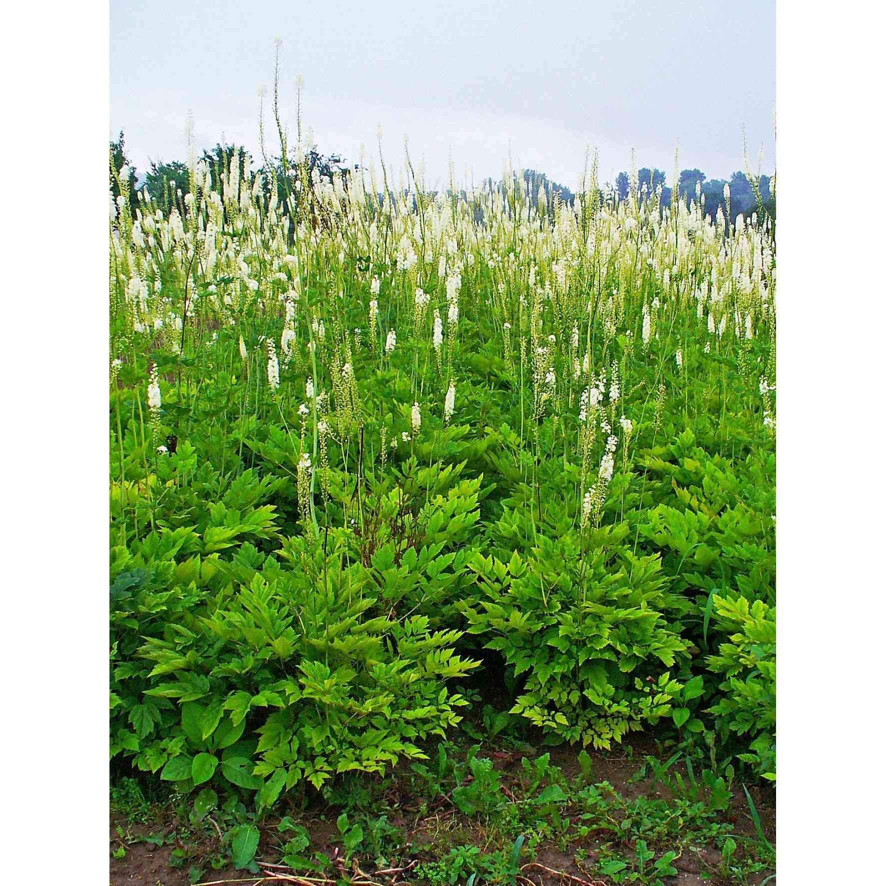 Cimicifuga racemosa / Actaea racemosa (Black cohosh, Black Snakeroot)  Natural Communities LLC