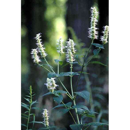 Agastache nepetoides (Yellow Giant Hyssop)  Natural Communities LLC