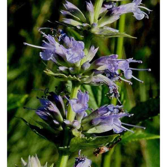 Agastache scrophulariifolia (Purple Giant Hyssop)  Natural Communities LLC