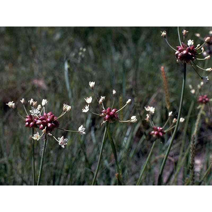 Allium canadense (Wild Garlic)  Natural Communities LLC