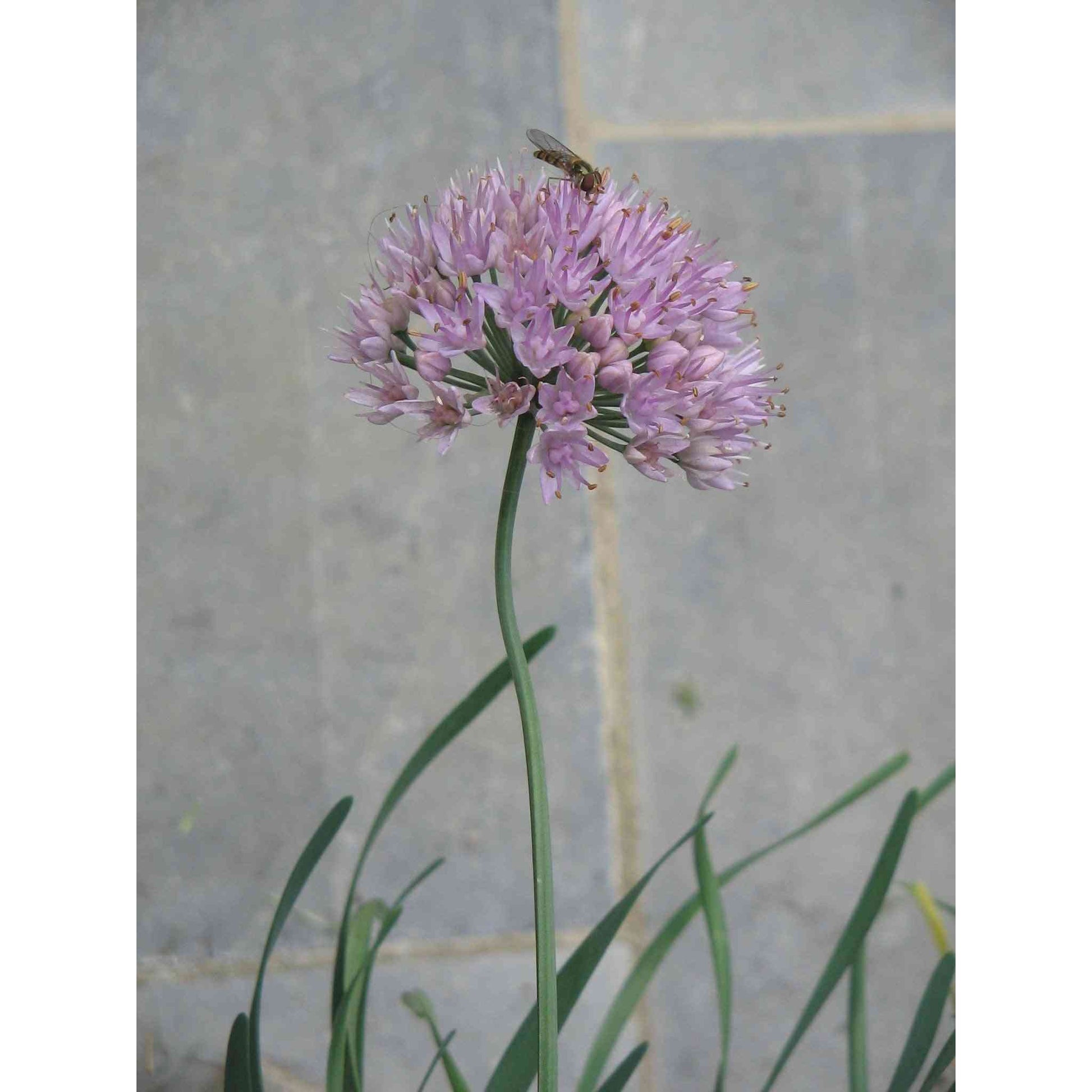 Allium stellatum (Prairie Onion)  Natural Communities LLC