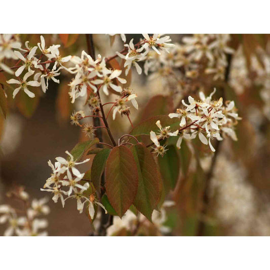 Amelanchier arbora (Downy Serviceberry)  Natural Communities LLC