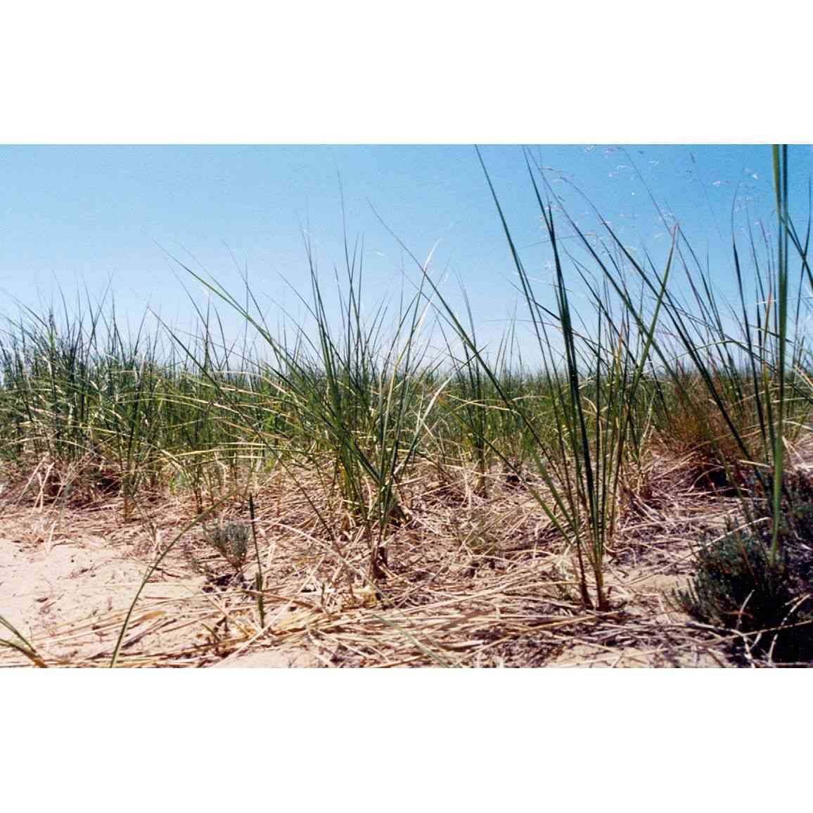 Beach Grass for Sale: The Ultimate Guide to Buying and Planting