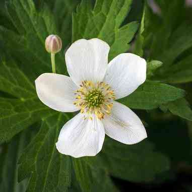Anemone canadensis (Meadow Anemone)  Natural Communities LLC