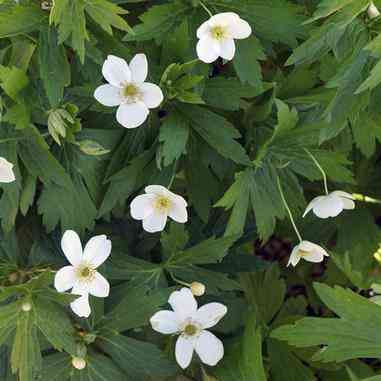 Anemone canadensis (Meadow Anemone)  Natural Communities LLC