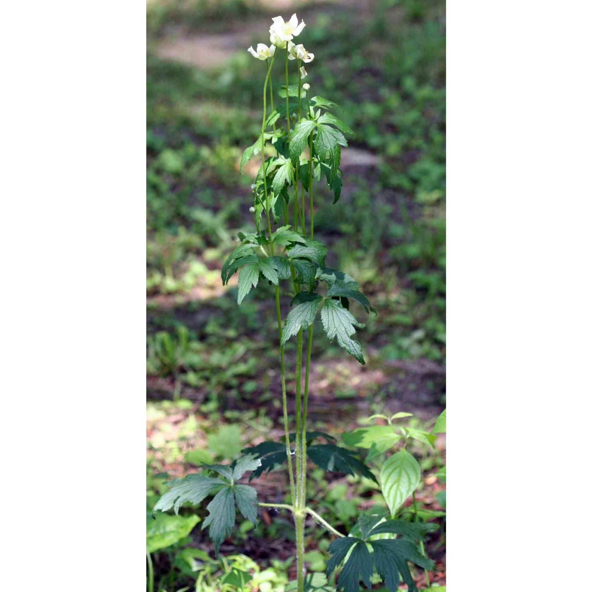 Anemone virginiana (Tall thimbleweed)  Natural Communities LLC