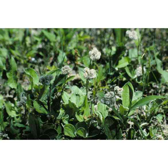Antennaria plantaginifolia (Field Pussytoes)  Natural Communities LLC