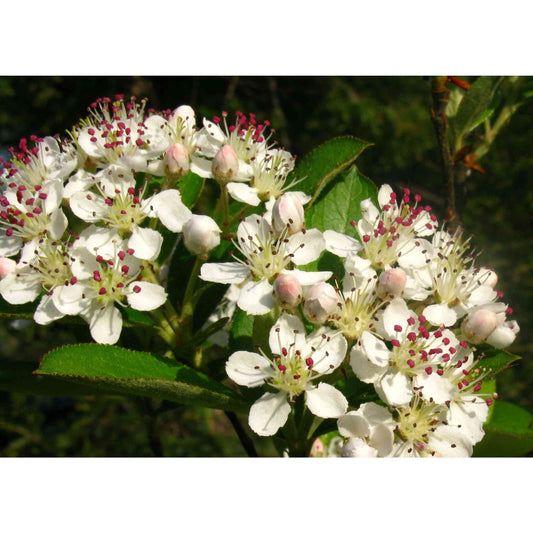 Aronia arbutifolia (Red Chokeberry)  Natural Communities LLC