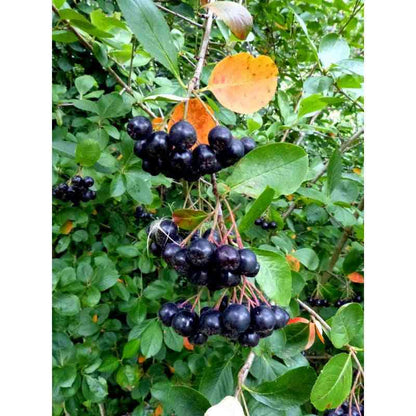 Aronia melancarpa (Black Chokeberry)  Natural Communities LLC