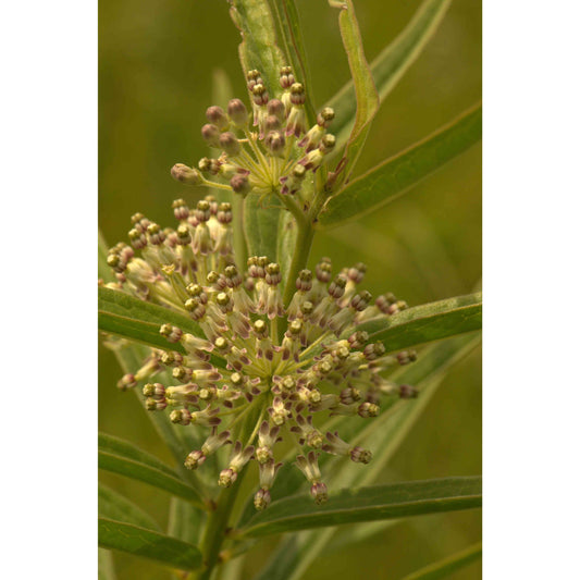 Asclepias hirtella (Tall Green Milkweed)  Natural Communities LLC