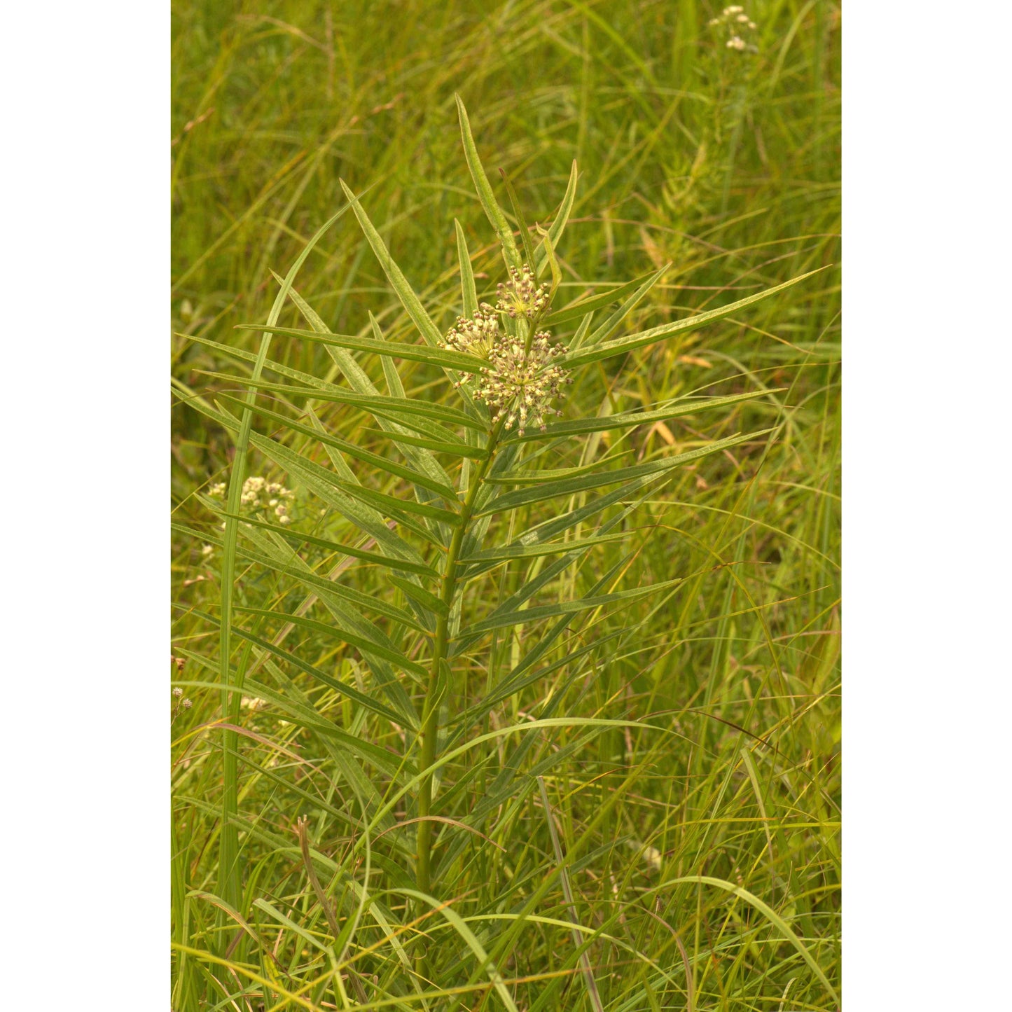 Asclepias hirtella (Tall Green Milkweed)  Natural Communities LLC