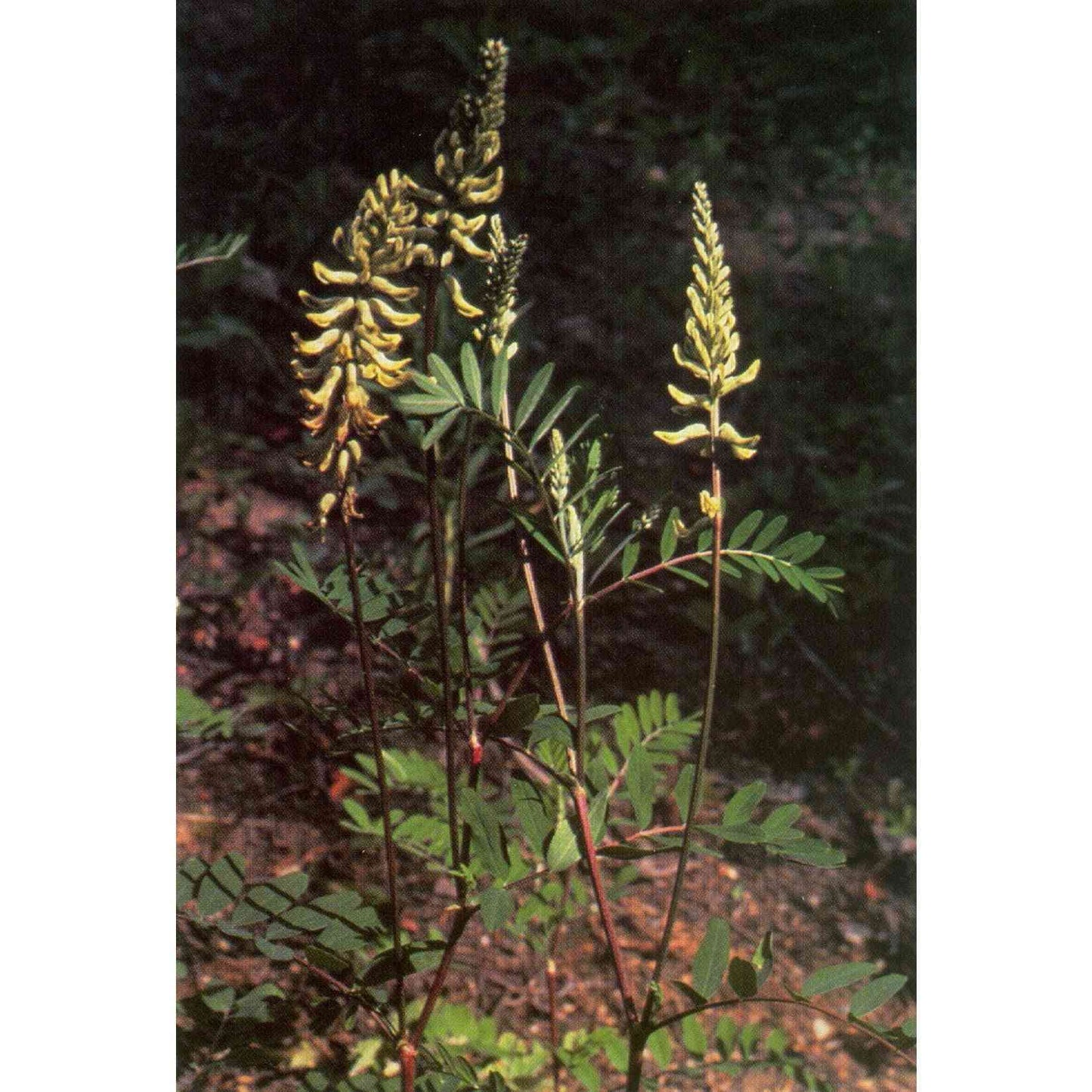 Astragalus canadensis (Canadian Milk Vetch)  Natural Communities LLC